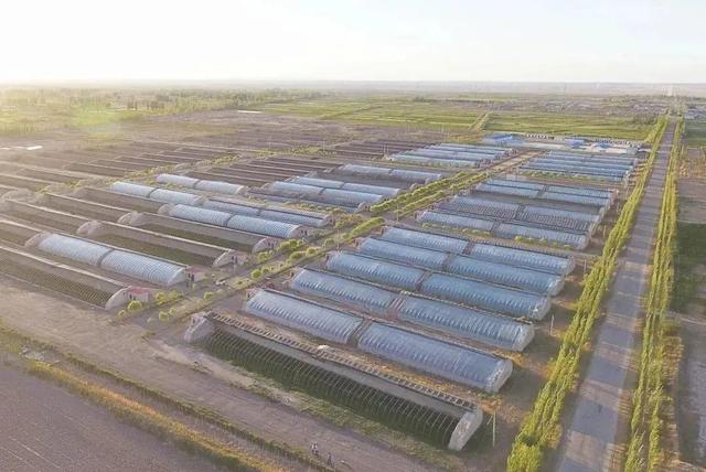 瓜州县七墩回族东乡族乡：七彩人参果成为群众增收致富“金果果”
