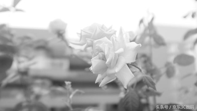 富士x100相机评测?好不好?