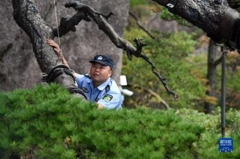 迎客松守松人胡晓春，放大镜检查迎客松树枝