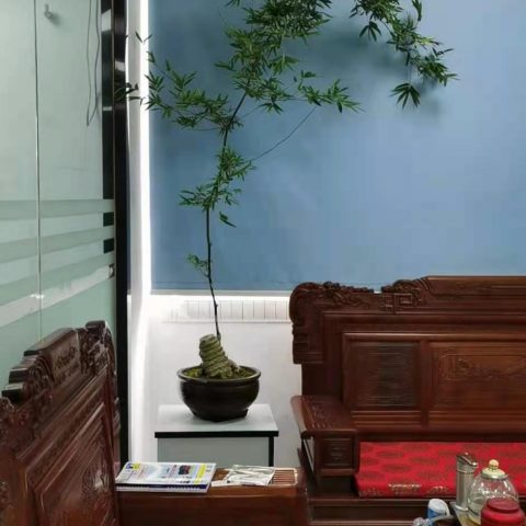 宇锡（Yousee）科技的宝贝之簕竹