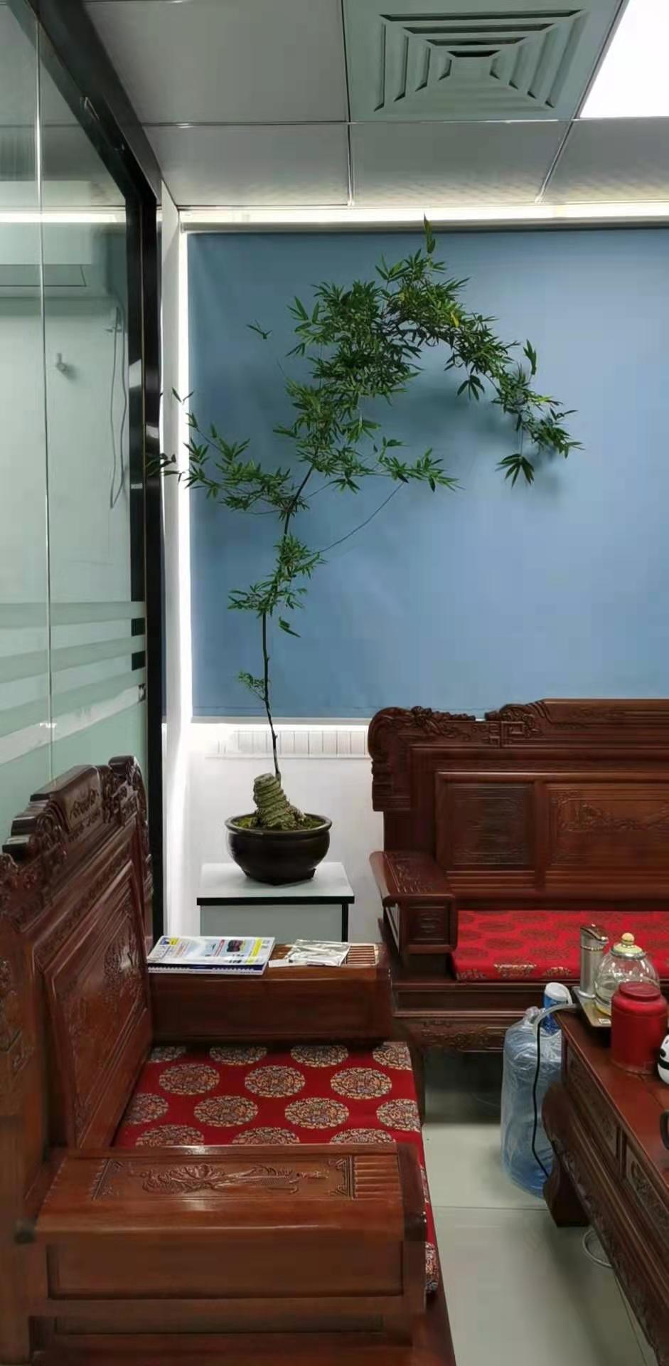 宇锡（Yousee）科技的宝贝之簕竹