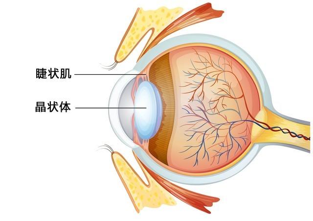 手机屏幕oled与lcd的区别哪个对眼睛好（手机lcd屏幕和oled屏幕哪个对眼睛好）