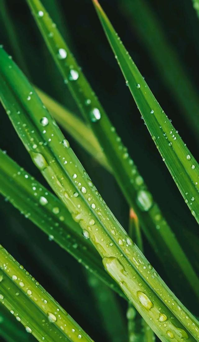 手机液晶屏坏了的表现（手机的显示屏坏了应该怎么做才能修）