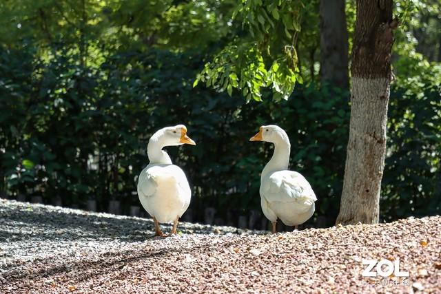 佳能eos90d是单反还是微单（佳能eos850D和EOS90D对比）