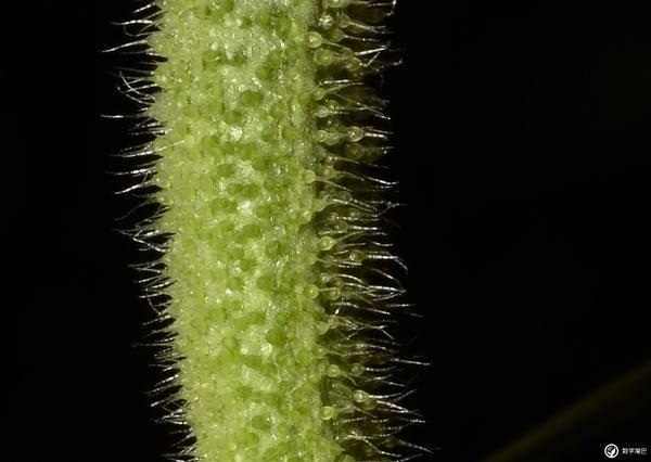单反相机拍花卉技巧（拍鲜花用什么相机软件好）