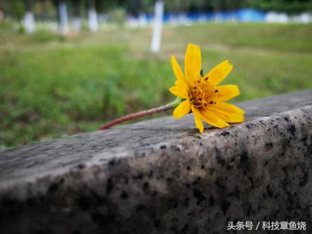 华为nova系列性价比最高的手机（华为手机nova系列性价比最高的是哪款）