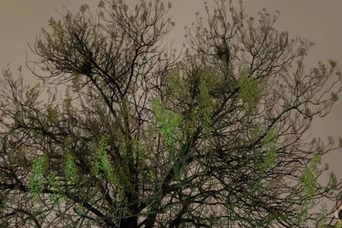 情人节“快乐”