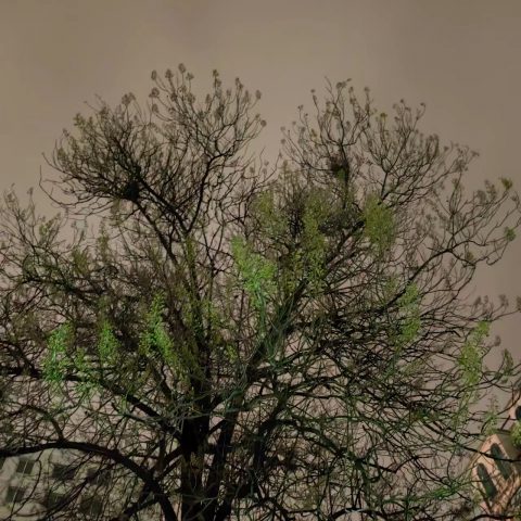情人节“快乐”