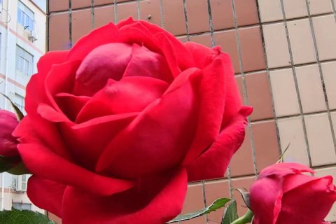 《深圳宇锡祝大家元宵节快乐》