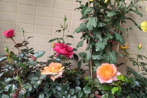 《初一深圳宇锡向大家:拜年了》