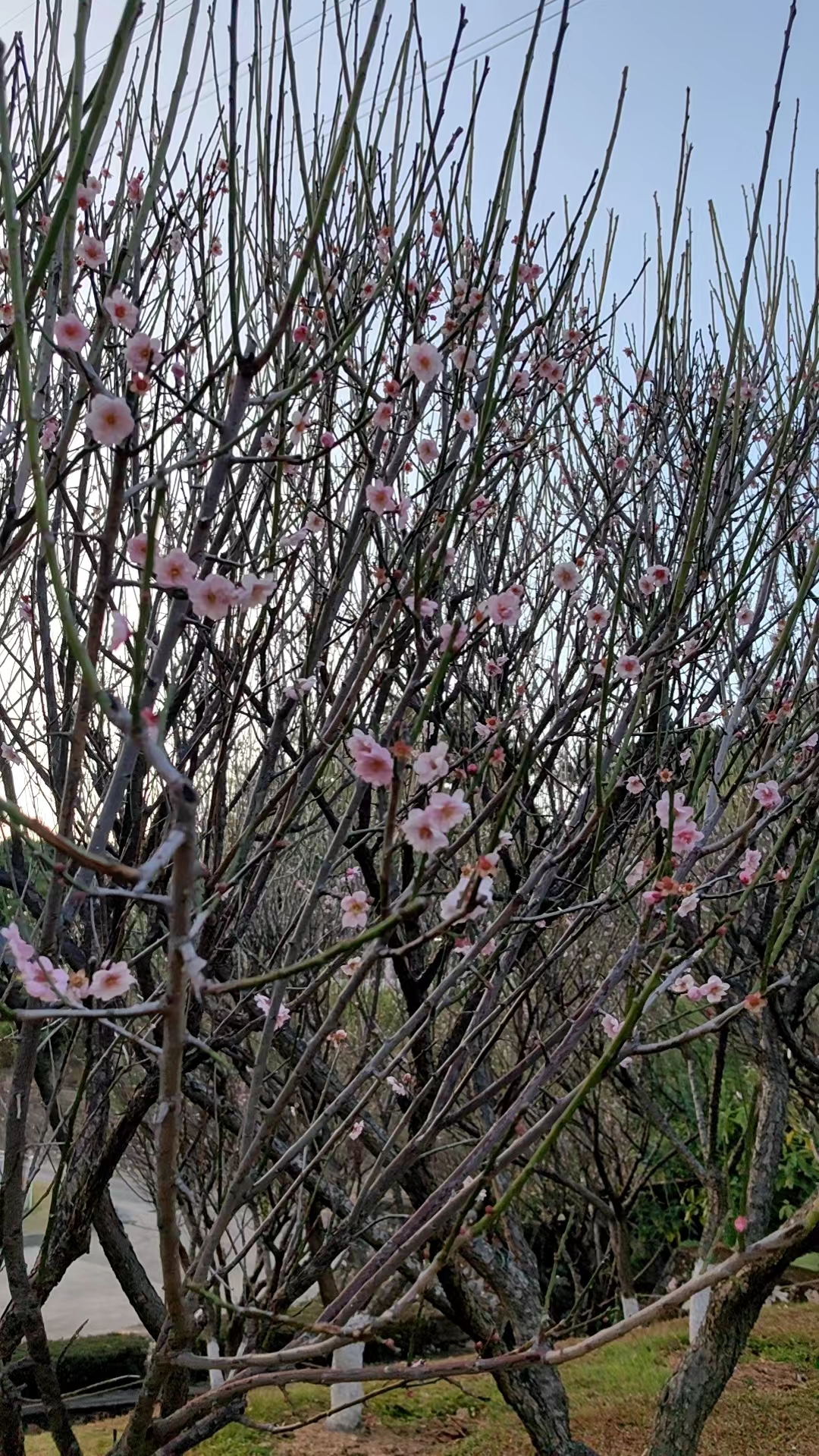 《大年初六&立春》