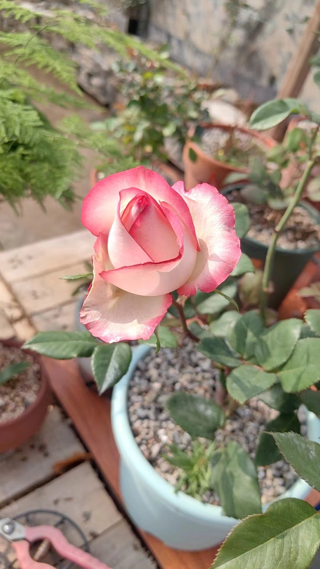 《女神节快乐 || 宇锡团聚大会》