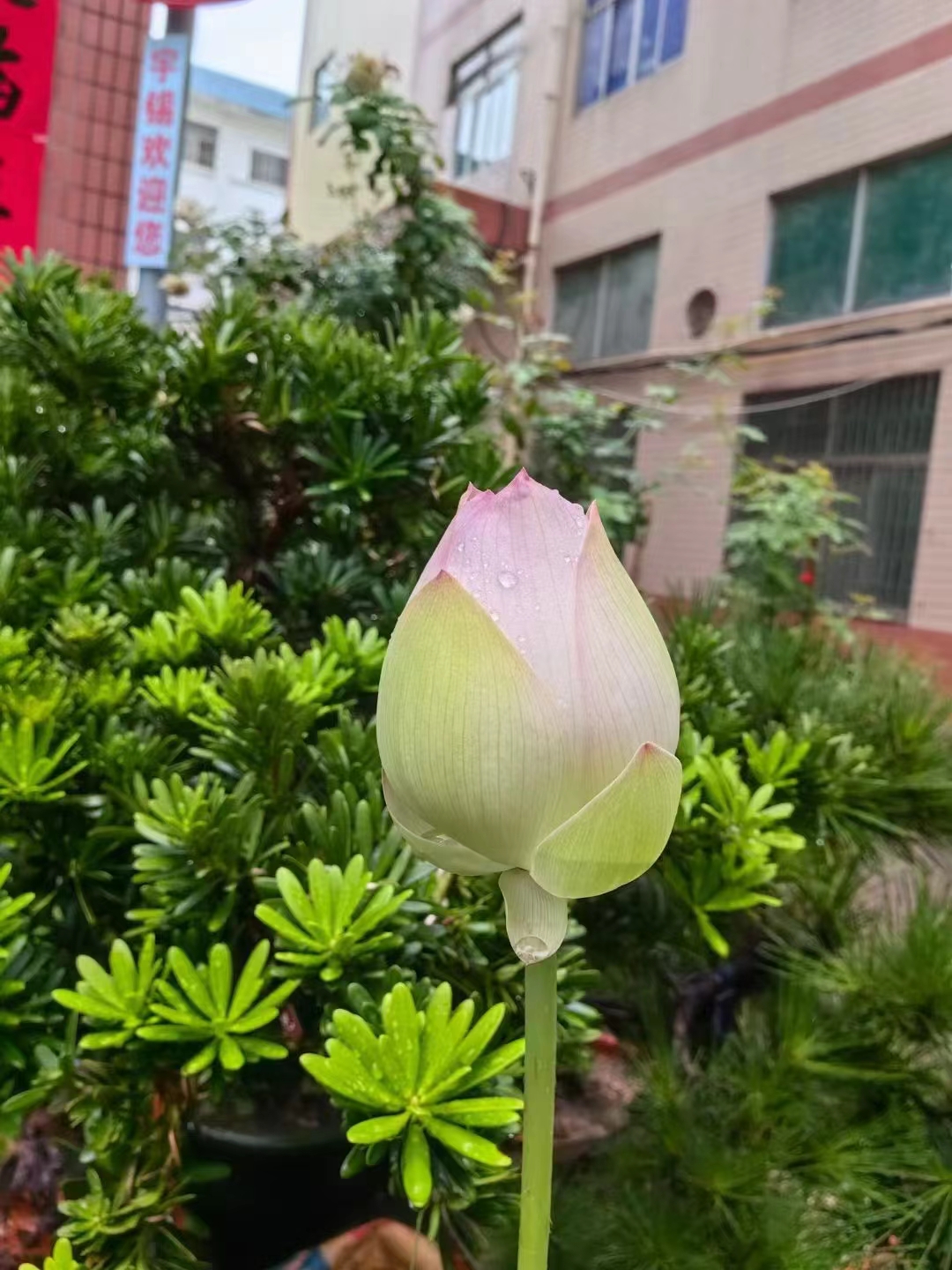 《深圳宇锡向远看，向强学，向内求》