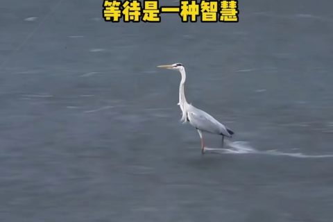 《深圳宇锡游学2025上海MWC展会》