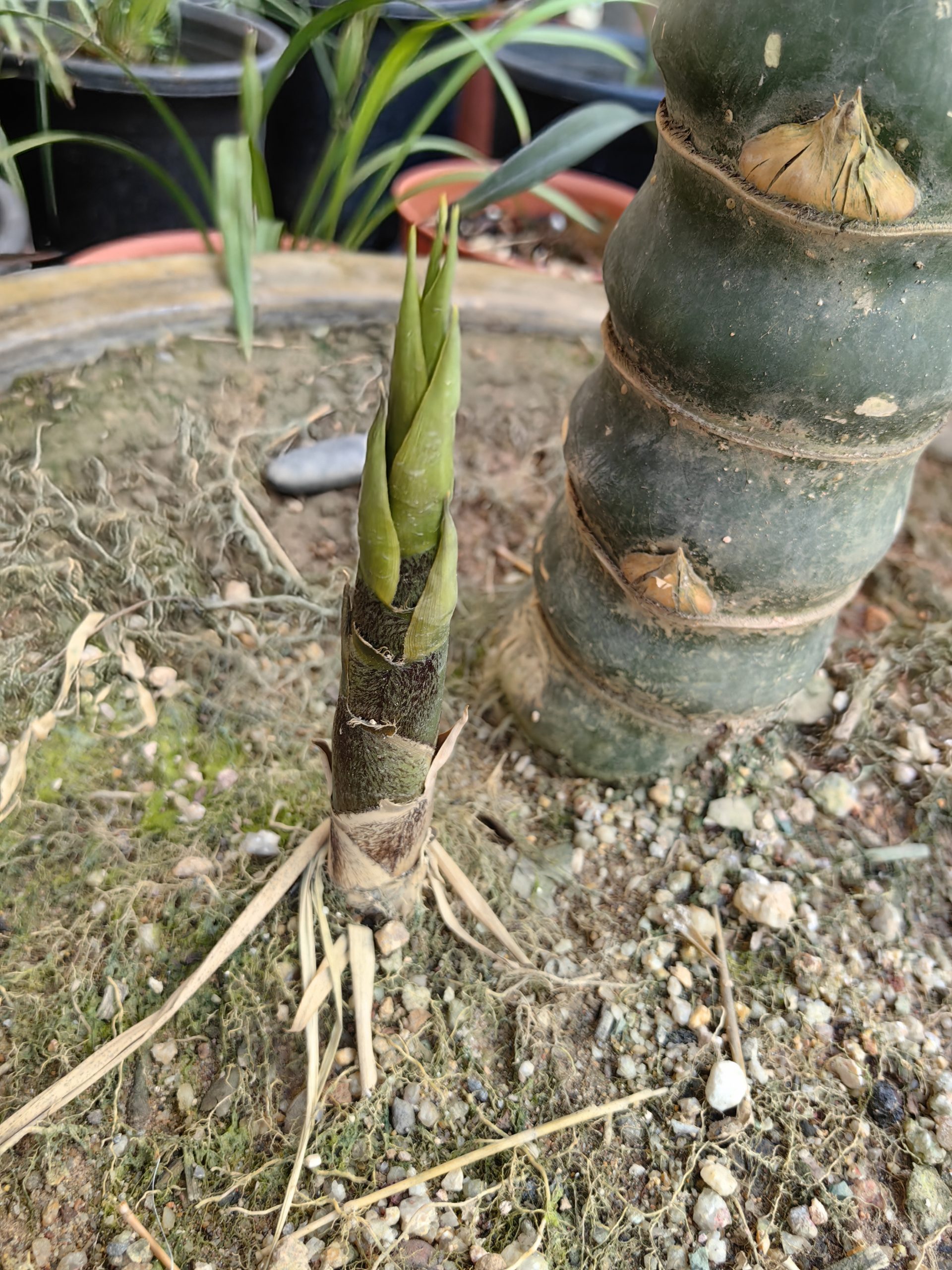 《寒露，宇锡冲锋号角已经吹响》