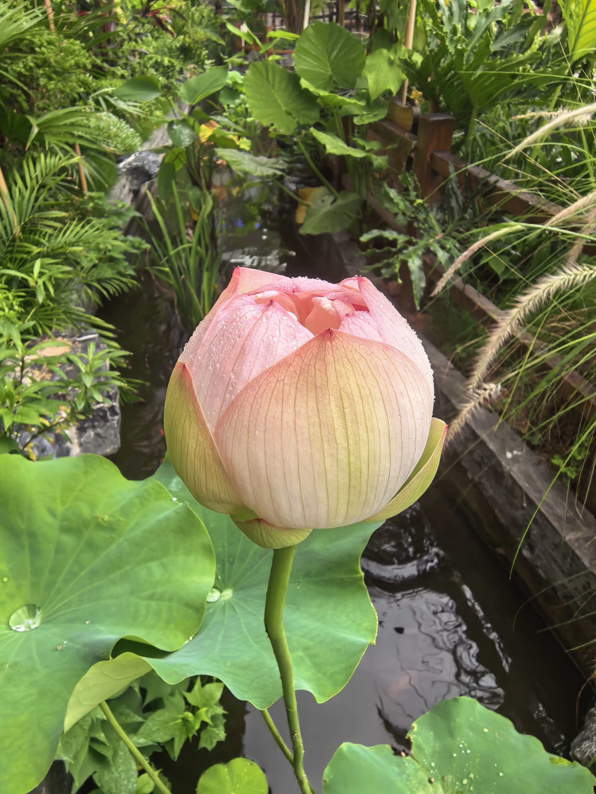 《哪怕行情不好，宇锡也要在园中种满莲花》