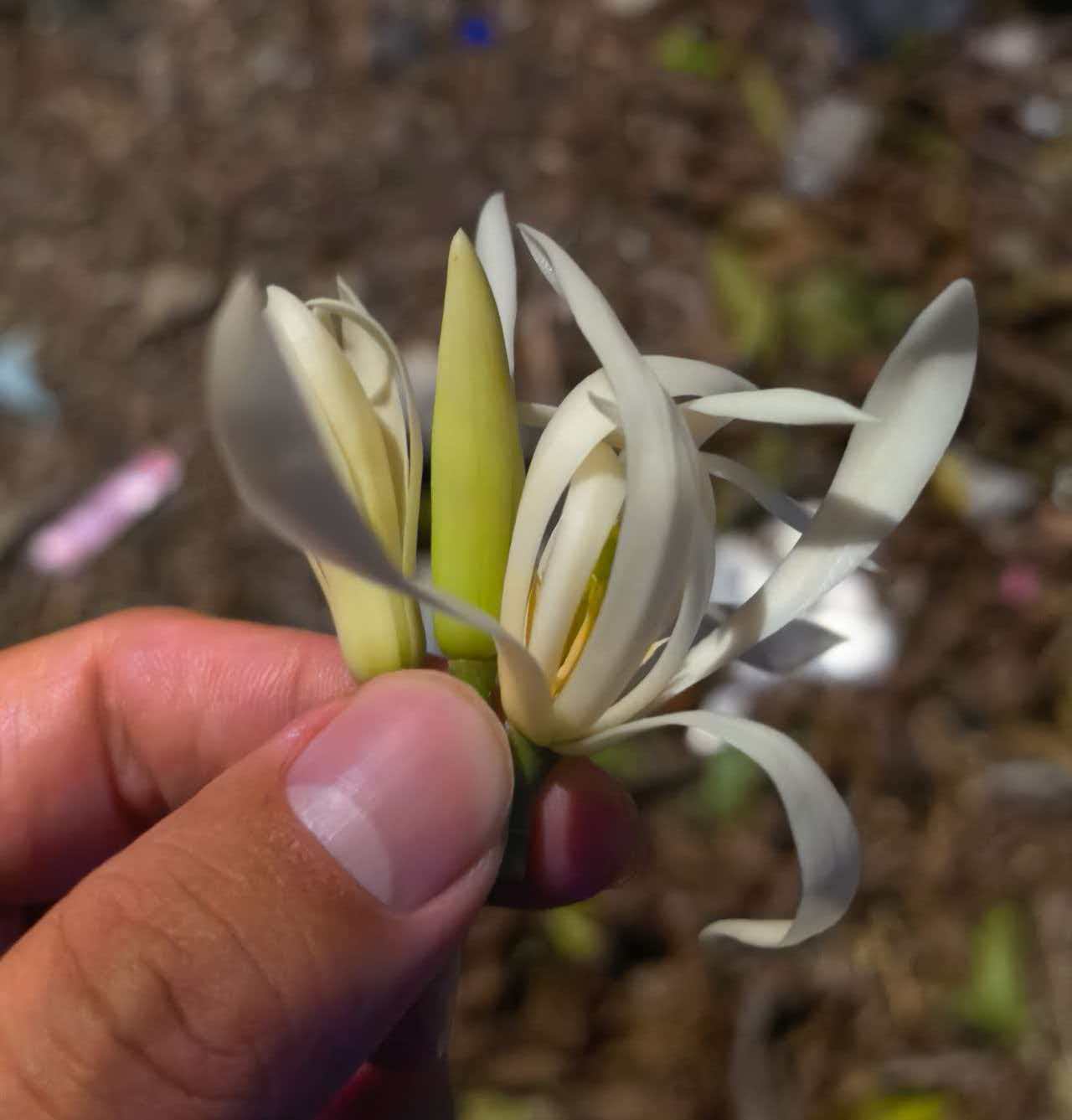 《哪怕行情不好，宇锡也要在园中种满莲花》