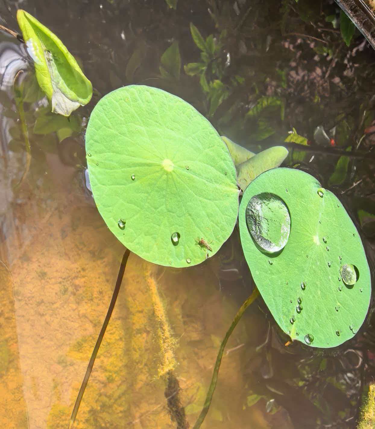 《哪怕行情不好，宇锡也要在园中种满莲花》
