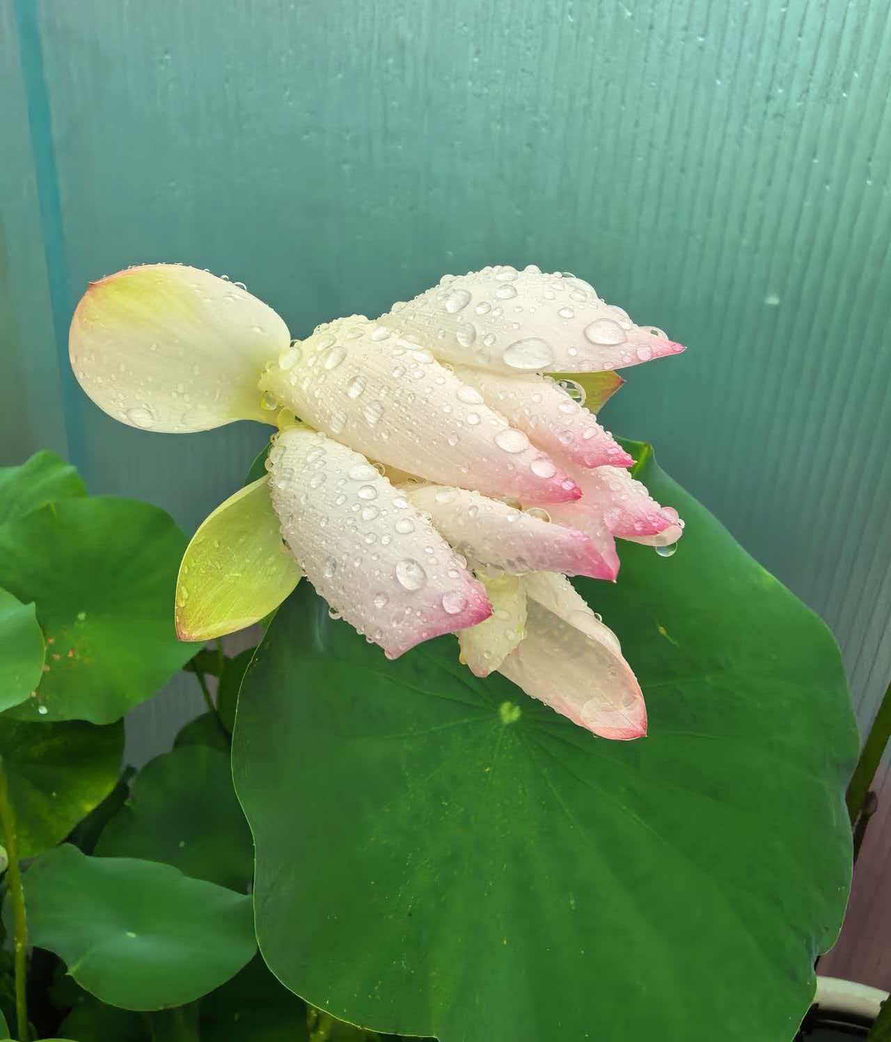 《深圳宇锡器件级穿透国产屏ZZKK模组“莲花盛开”》