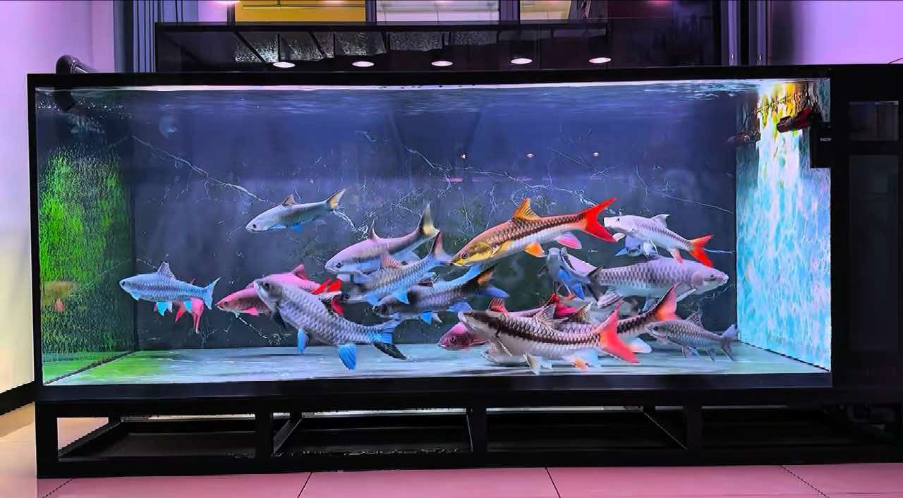 《宇锡9寸OLED 2400*1504高分辨率从单屏整机到双屏整机|不畏浮云遮望眼》