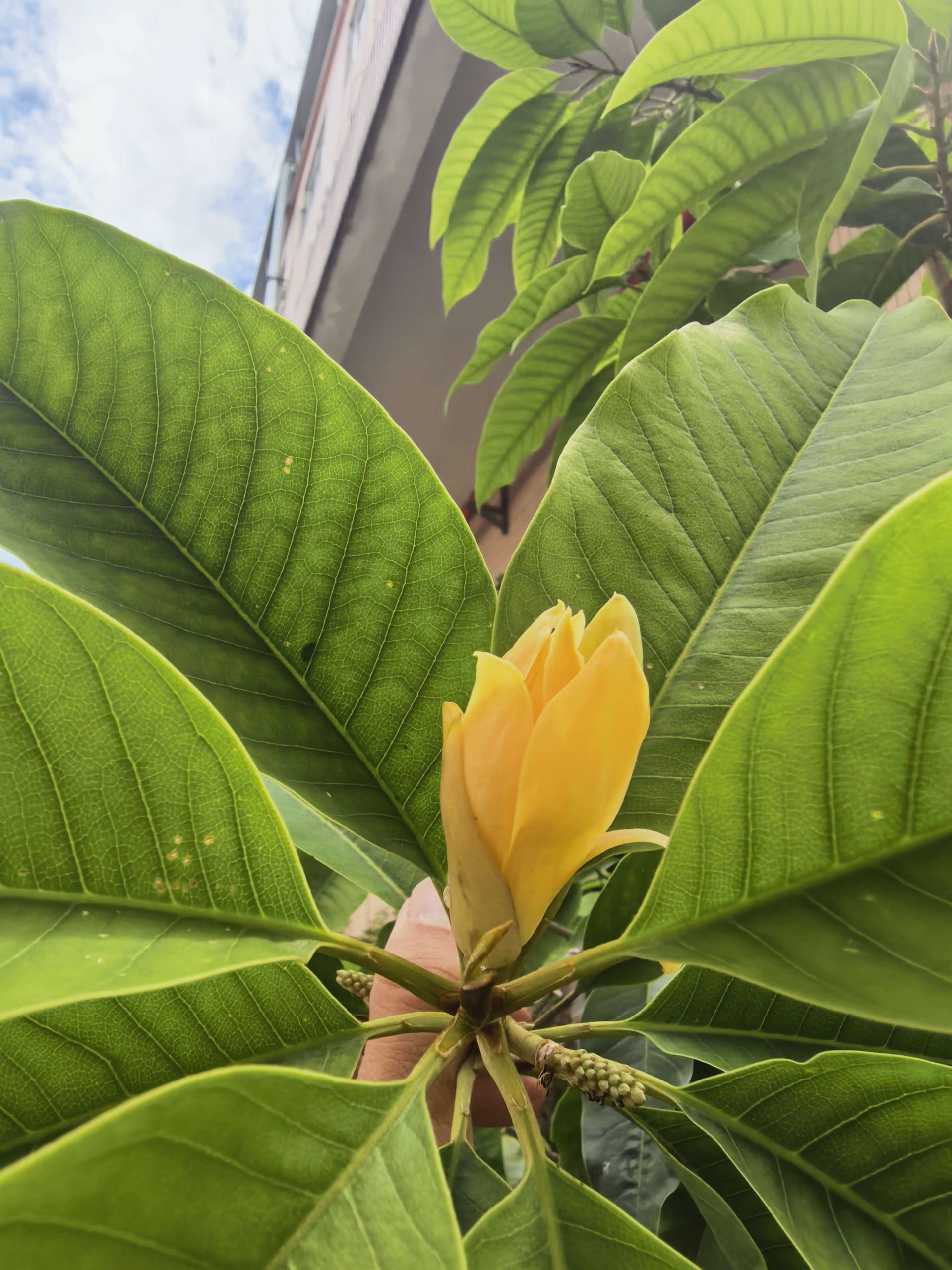 《深圳宇锡5.5寸Amoled百花齐放，扎西德勒》